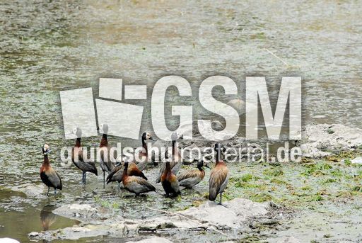 Witwenpfeifgans (1 von 3).jpg